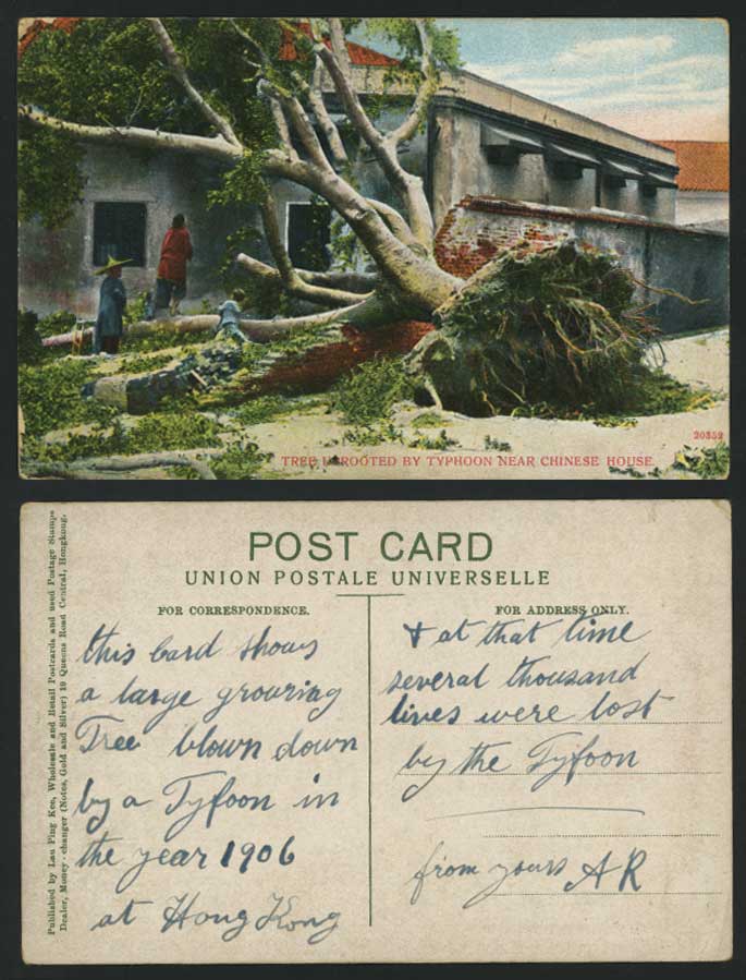 Hong Kong China Old Postcard A Tree Uprooted by TYPHOON