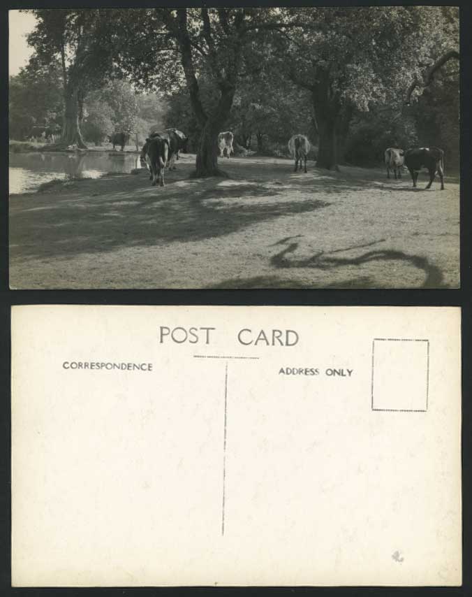 Cattle Trees Lake Animals Old Real Photograph Postcard