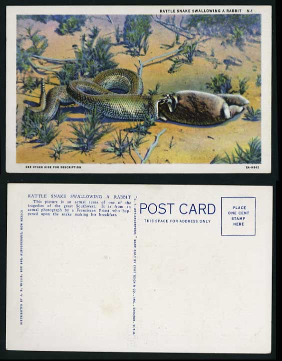 Animals Old Postcard - RATTLE SNAKE SWALLOWING A RABBIT