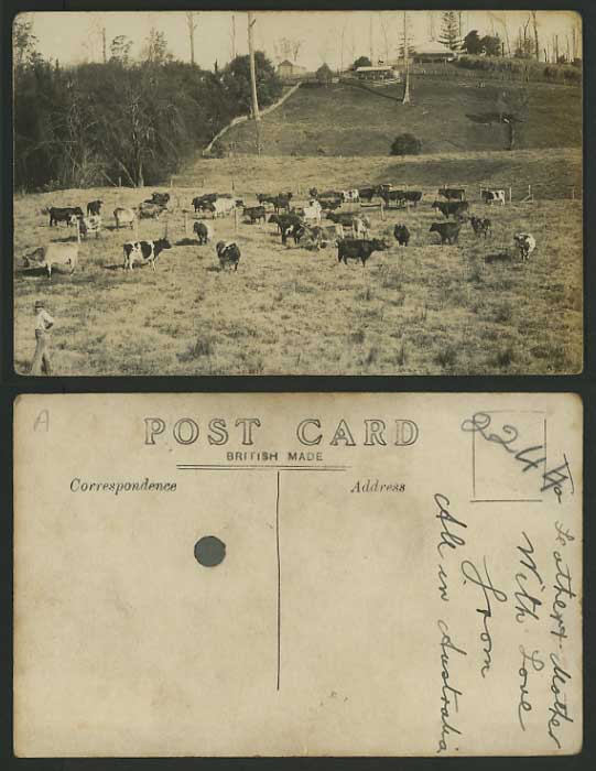 Cattle Cow Animals Old Real Photo British Made Postcard