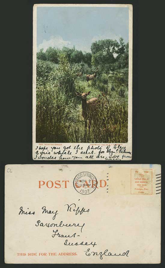 USA 1907 Old Postcard - DEER IN BUSHES by W.F. Kendrick