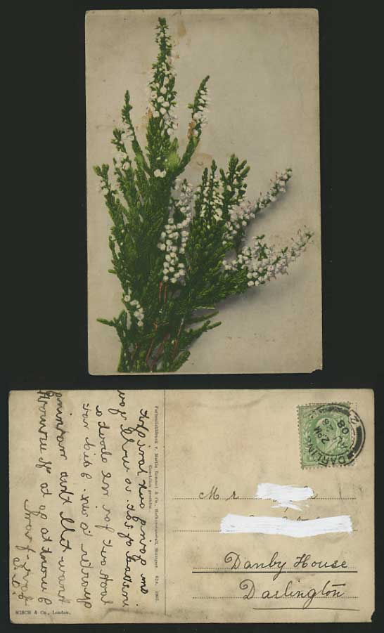 Flowers 1908 Old Postcard - FLOWER BUSH with White Buds Misch & Co., London 629