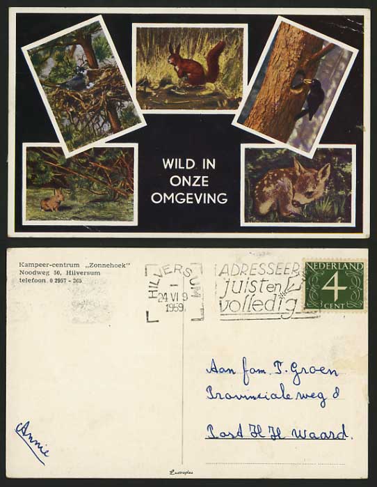 SQUIRRELS RABBIT BIRD DEER 1959 Postcard Onze Omgeving