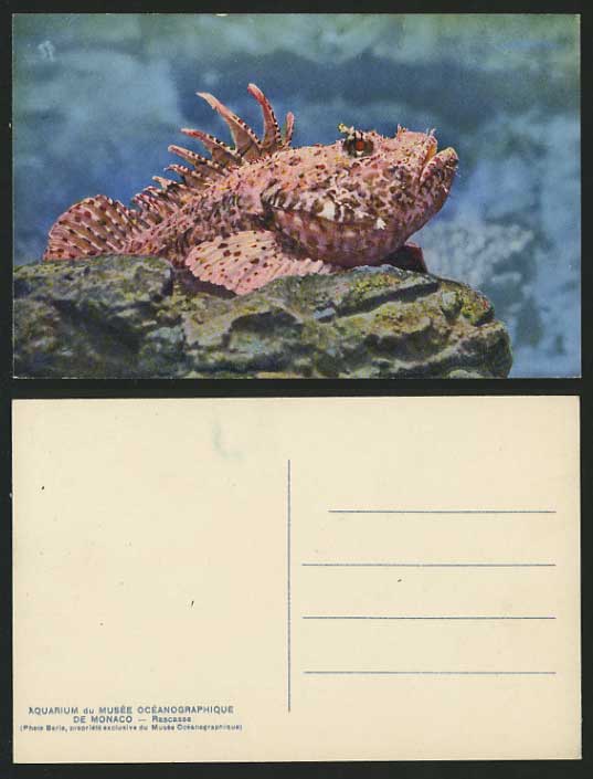 RASCASSE FISH Monaco Aquarium Old Colour Postcard Museum