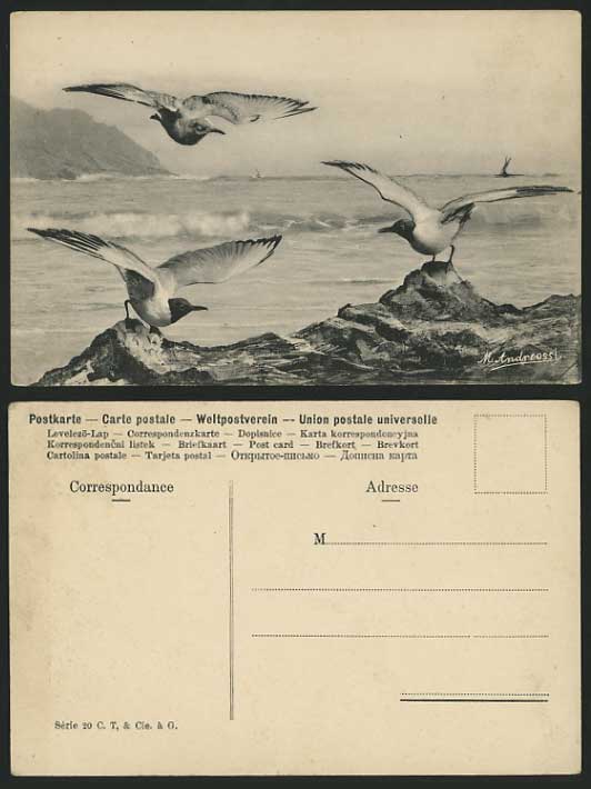 BIRDS on Rocks OCEAN Seaside Old Postcard M. Andereossi