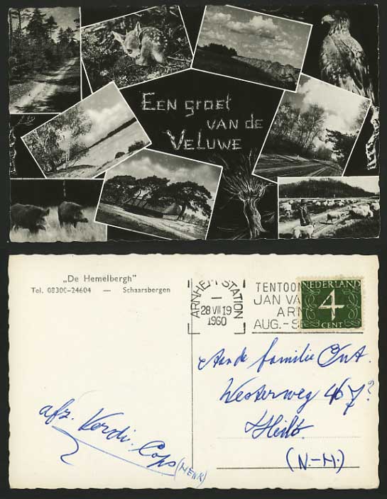 Netherlands 1960 Postcard VELUWE Deer Sheep Eagle Boar