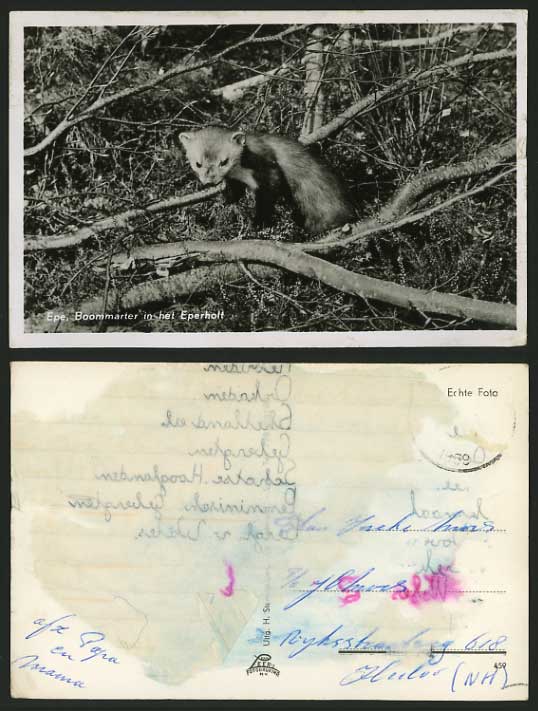 FERRET Boommarter in het Eperholt 1959 Postcard Animals
