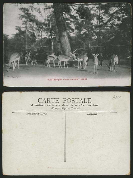 ANTELOPE - Old Postcard Cervicapra (Inde) Zoo Animals