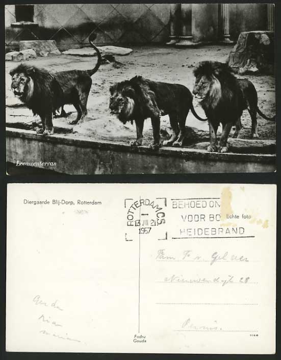 LIONS 1957 Old Postcard Diegaarde Blij-Dorp Rotterdam Zoo Animals Netherlands RP