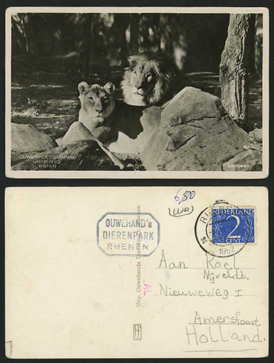 LION Lioness 1952 Postcard Dierenpark Grebbeberg Rhenen