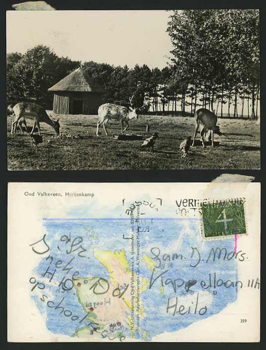 Netherlands 1959 Postcard DEER Hertenkamp Oud Valkeveen