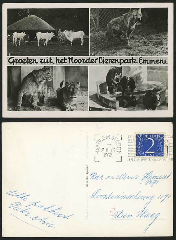 Dutch Animals 1957 Postcard - HYENAS CATTLE LIONS BEARS