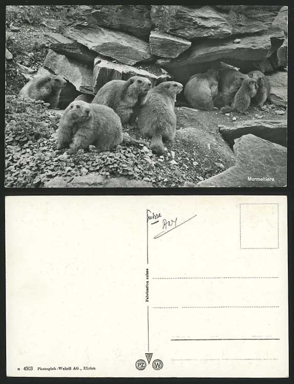 GROUNDHOG Murmeltiere Animals Old Postcard Switzerland Swiss