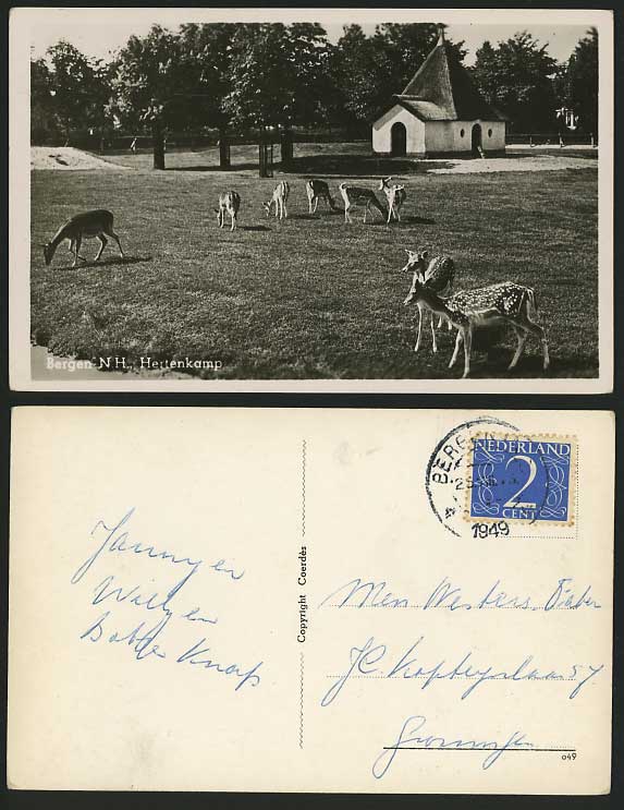 DEER Bergen N.H. Hertenkamp 1949 Old RP Dutch Postcard