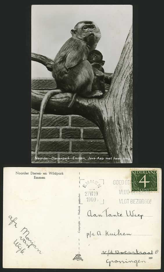 Java Indonesia Monkey 1960 Postcard JAVA-AAP EMMEN ZOO