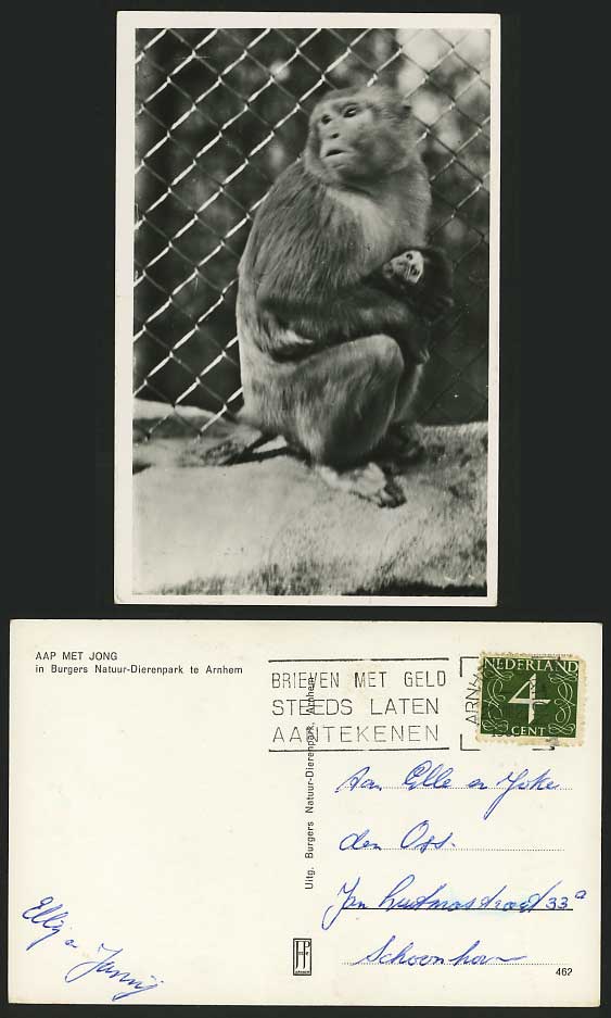 Monkey with Young Cub Old Postcard - ARNHEM Zoo Animals