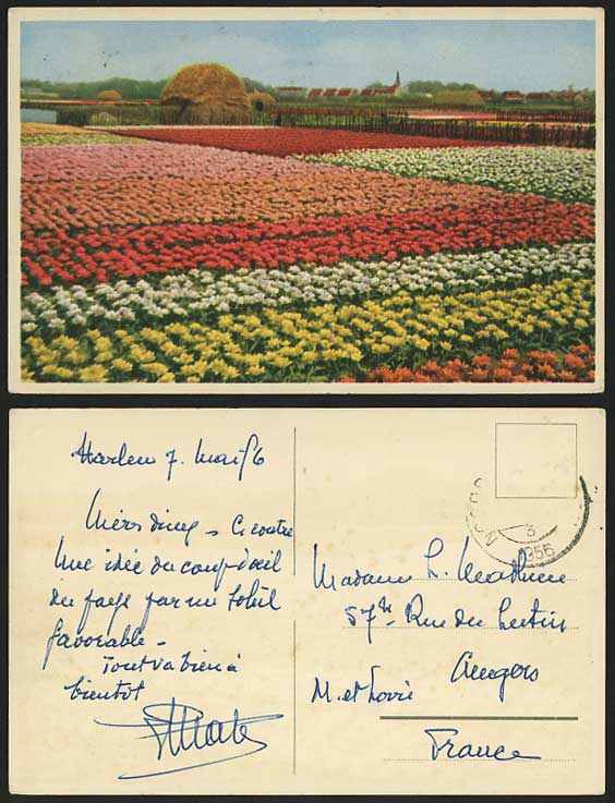 Netherlands 1956 Old Dutch Colour Postcard FLOWER BEDS