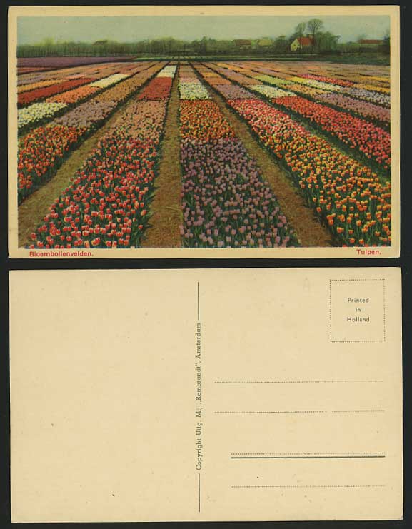Netherlands Old Postcard FLOWER BEDS Bloembollenvelden