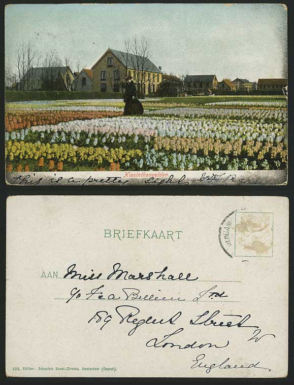 Netherlands Old Postcard FLOWER BEDS - Hiacinthenvelden