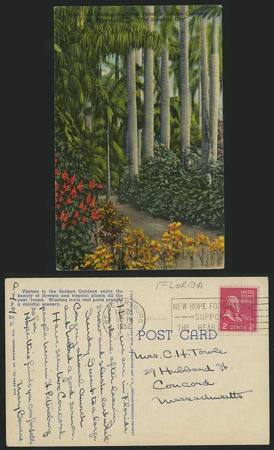 USA 1952 Old Colour Postcard FLORIDA - Sunken Gardens ROYAL PALMS
