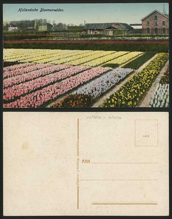 Netherlands Old Color Postcard FLOWERBEDS Bloemenvelden