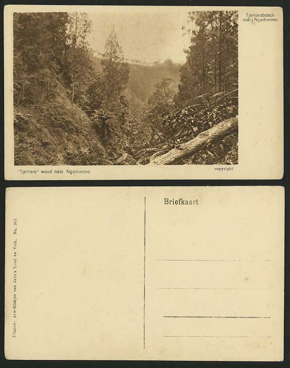 Indonesia Java DEI Old Postcard NGADIWANO Tjemara Wood