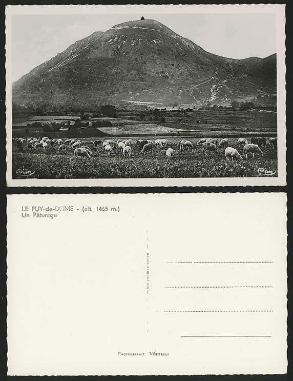 France Old Postcard PUY-DE-DOME Paturage Grazing SHEEP