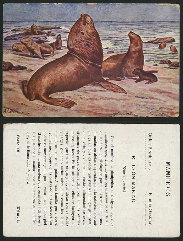 A. Cabrera Artist Signed Old Colour Postcard SEA LIONS