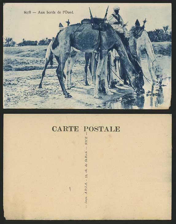 Africa Old Postcard Oued - CAMELS DRINK water in DESERT