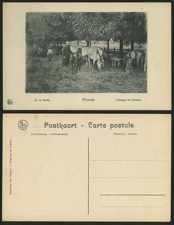 Congo Old Postcard MOANDA Horses Uit de Kudde / Chevaux