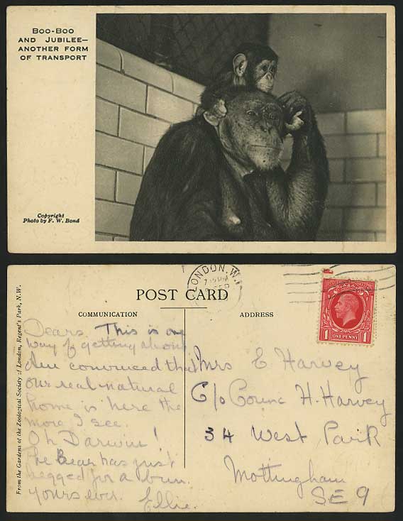 Boo-Boo & Jubilee 1935 Old Postcard Zoo MONKEY & YOUNG London Animals by FW Bond