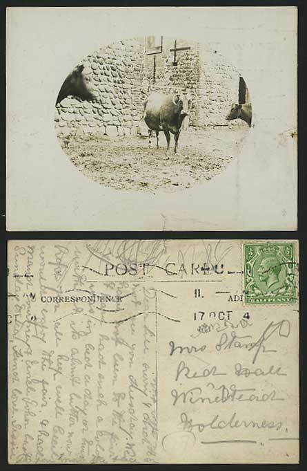 CATTLE Buffalo Animals 1914 Small Real Photo Postcard