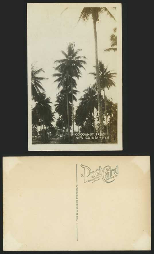 NEW GUINEA Indonesia Old R.P. Postcard - Coconut Trees