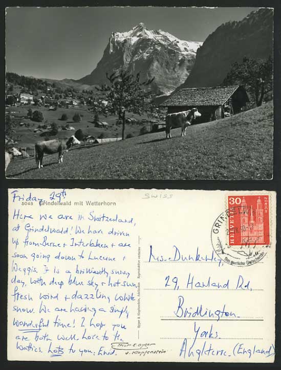 Swiss Old Postcard GRINDELWALD WETTERHORN Mountain Cows
