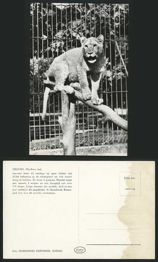 LIONESS Lion Old Dutch RP Postcard Leeuwen Panthera Leo
