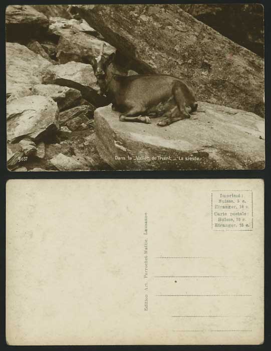Italy Old Postcard Vaee du Trient Sieste TRENTO Chamois Animal Valley