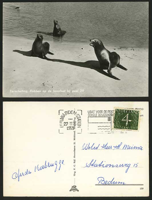 SEA LION Seals 1959 Postcard Terschelling Robben - ZOO