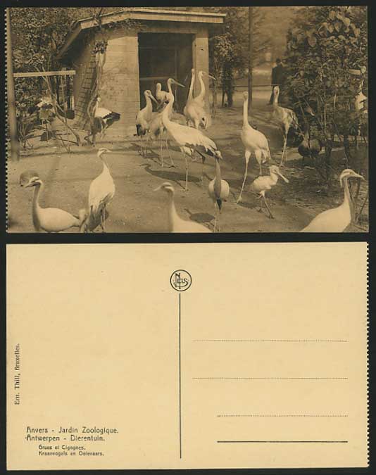 Belgium Old Postcard STORK & CRANE Antwerp Zoo - Birds