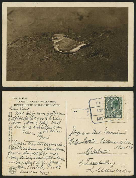 TEXEL Bird Polder Walenburg 1929 Old Postcard N Holland