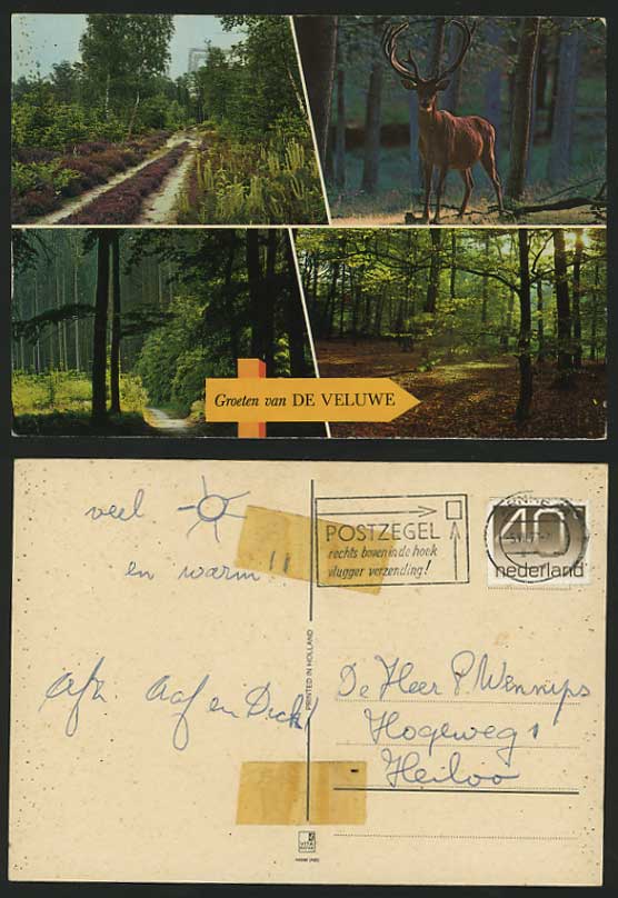 Netherlands 1973 Postcard Groeten van VELUWE Stag Woods