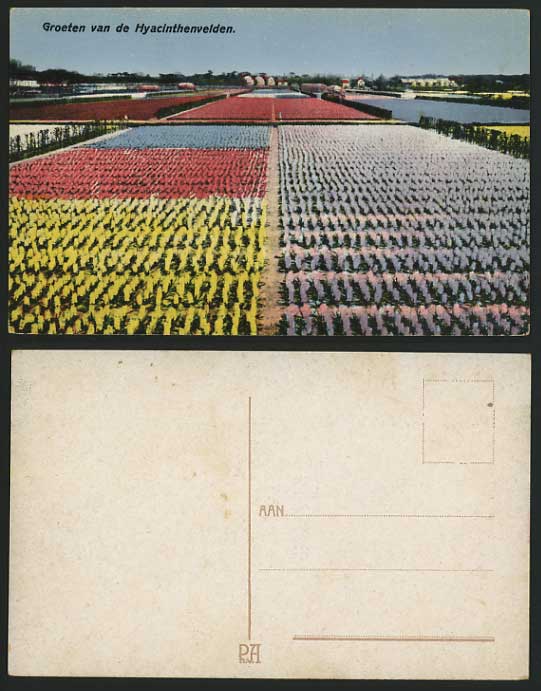 Holland Old Postcard HYACINTH FIELDS - Hyacinthenvelden