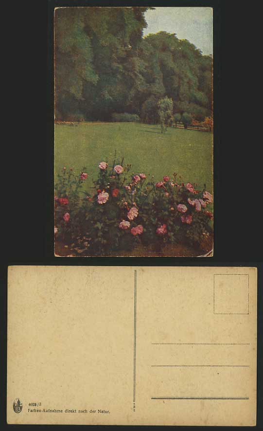 Germany Old Colour Postcard NATURE SCENE Roses Flowers