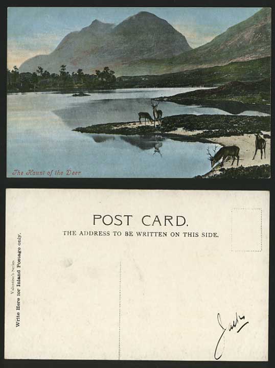 DEER STAGS by Lake Old Postcard The Haunt of the Deer