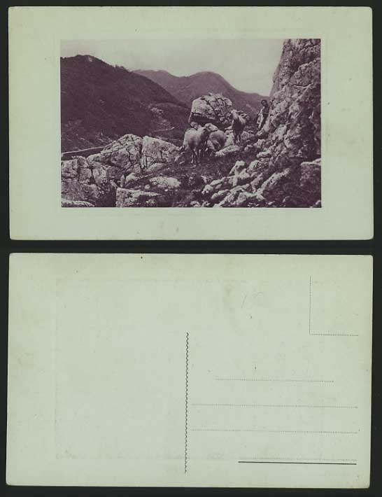 Animals Old Postcard SHEEP or Cattle in Rocky MOUNTAINS