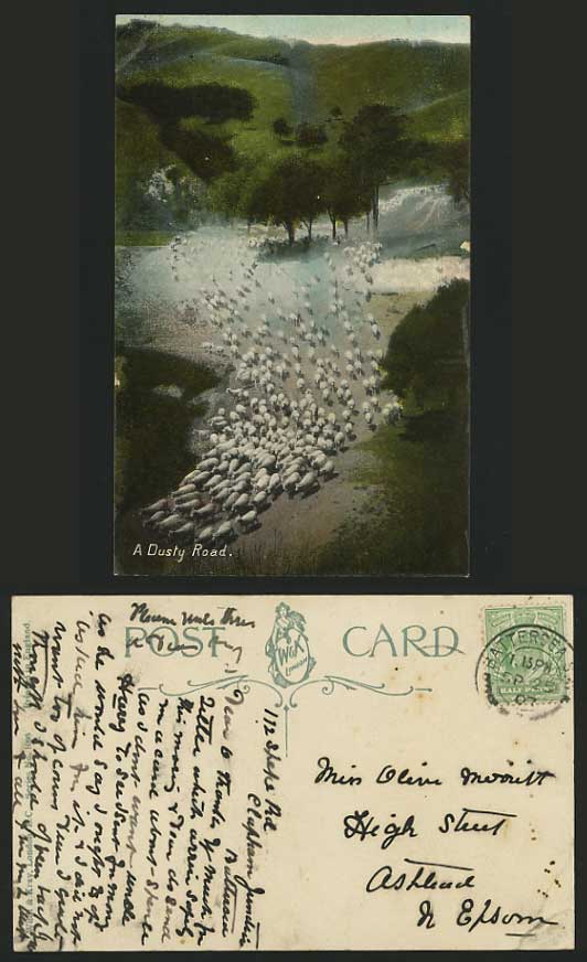 Animals 1907 Old Postcard A FLOCK OF SHEEP A Dusty Road