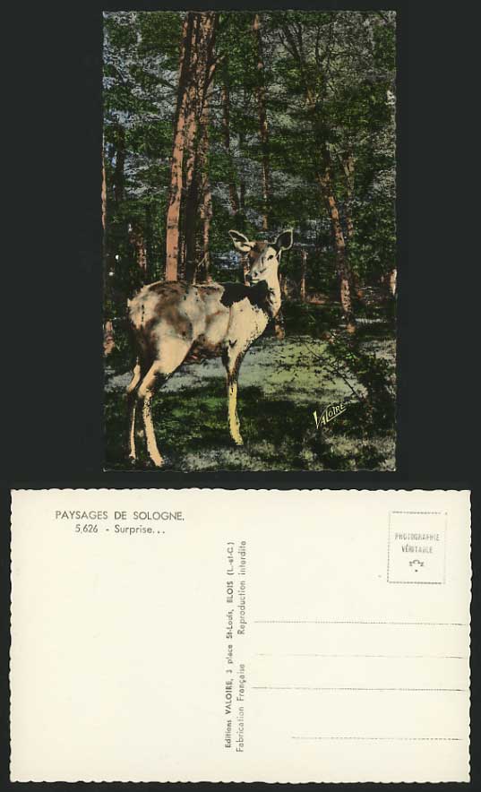 DEER Animal Old Postcard Paysages de Sologne - Surprise