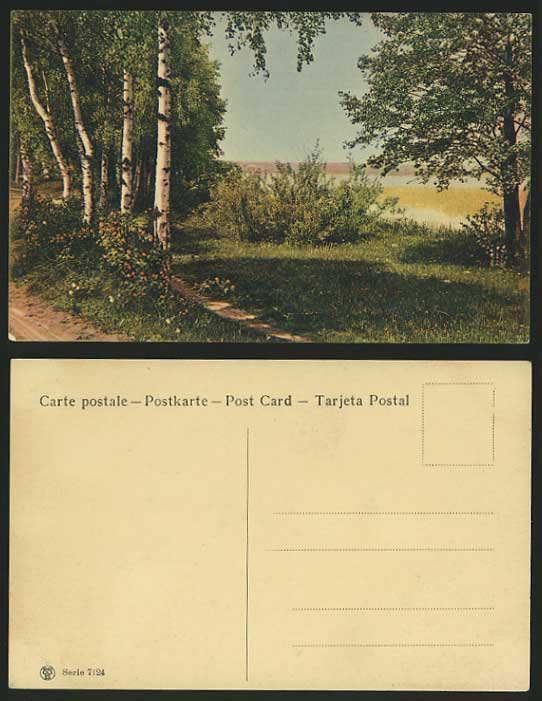 MEXICO Old Colour Postcard Trees Woods White Birch Tree