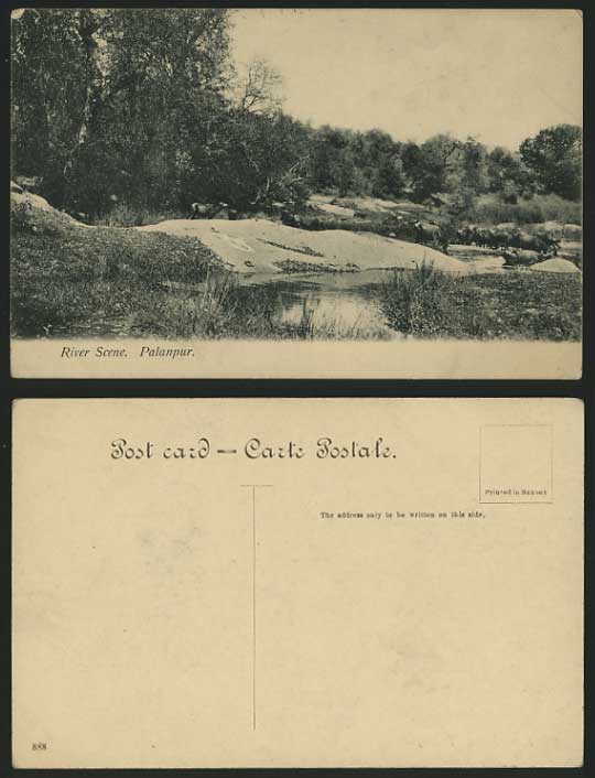 India Old Postcard PALANPUR River Scene Buffalo Bathing