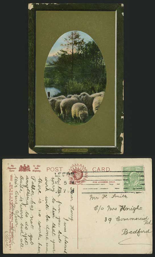 SHEEP Leeds 1909 Old Colour Postcard A Pleasant Pasture
