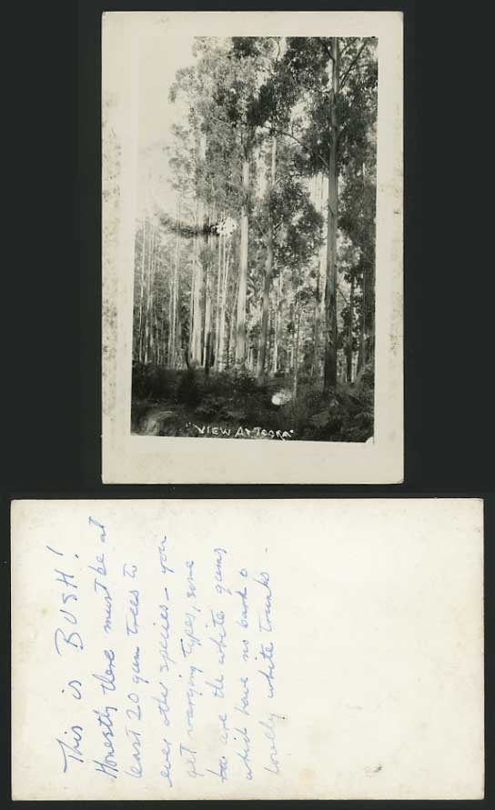 New Zealand Old Postcard TOAKA BUSH Gum Trees Gumtrees